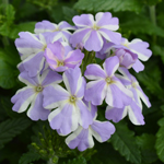 Verbena Voodoo Lavender Star